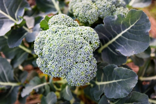 young broccoli plant in the farm