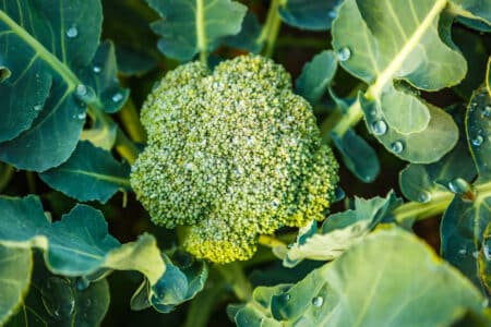 fresh and healthy broccoli in the garden