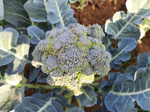broccoli vegetable broccoli growing in the home garden