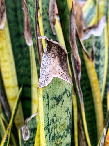 A snake plant with broken and dried leaves