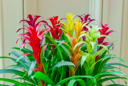 A bromeliads plant blooming beautiful and colorful flowers.