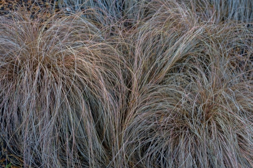 bronze colored outdoor grass