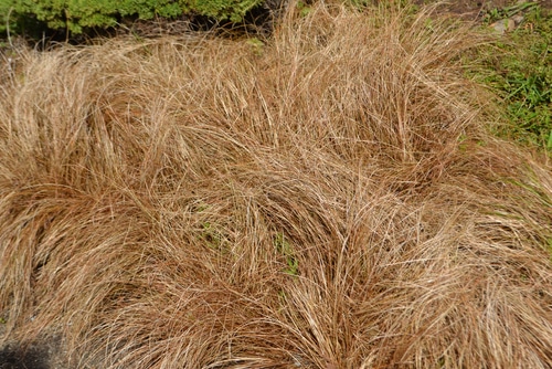 brown and dried grass