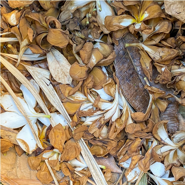 Brown organic materials in a compost pile