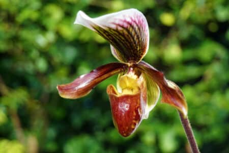 7 Paphiopedilum Orchids to Consider Growing