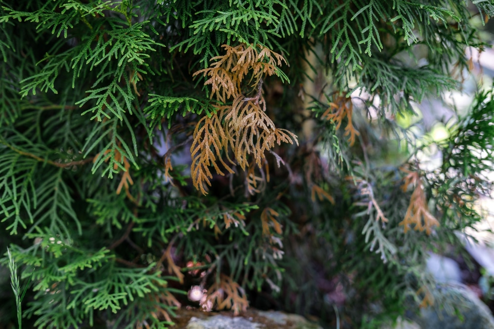 A picture of an arborvitae with some portions of it turning brown