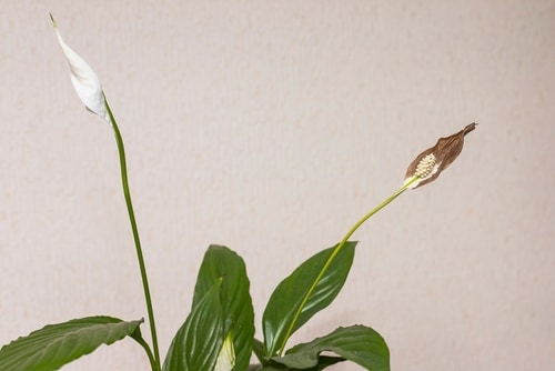 browning of lily flowers sign of disease