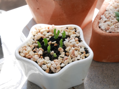 bunny succulents in a tar shaped white pot