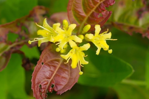 perforated leaves with growing yellow flowers