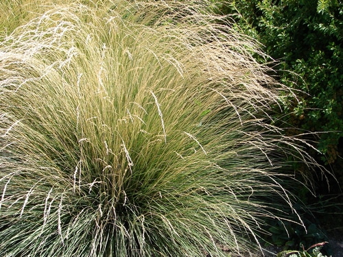 large bush of fetusca grass under the heat of the sun