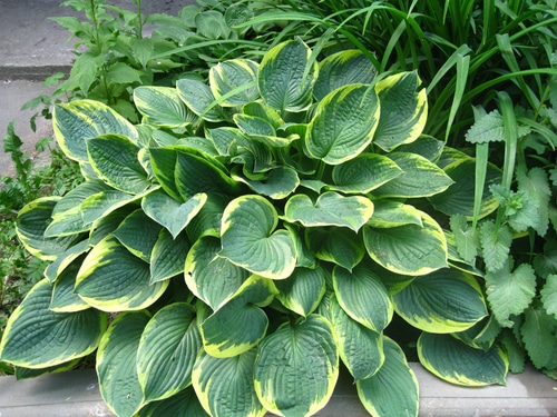 Blooming and bushy leaves of a hosta lily plant