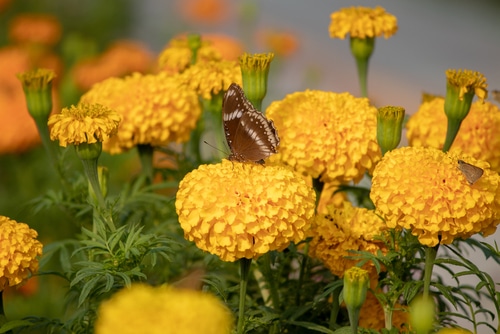 butterfly marigold butterfly sitting on a beautiful marigold