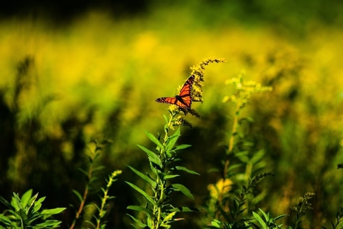 a butterfly pollinating on a goldenrod