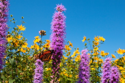 butterfly pollinates purple butterfly liatris pollinates