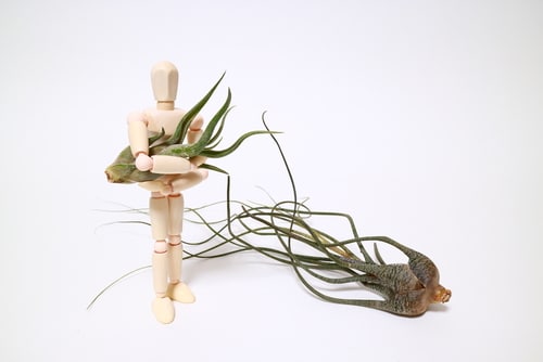 A butzii air plant held by wooden man figure