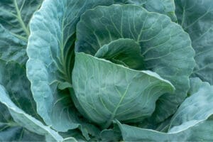 Beautiful and healthy cabbage head
