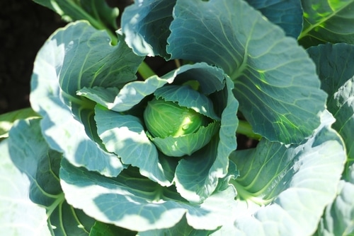 a healthy cabbage grows in the farm