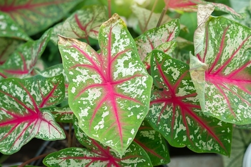 green leaves with pink veins of caladium plant