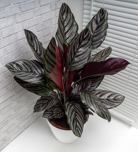 calathea ornata fresh and healthy calathea ornata houseplant