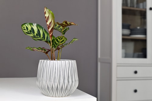 tropical calathea plant in a beautiful geometric pot