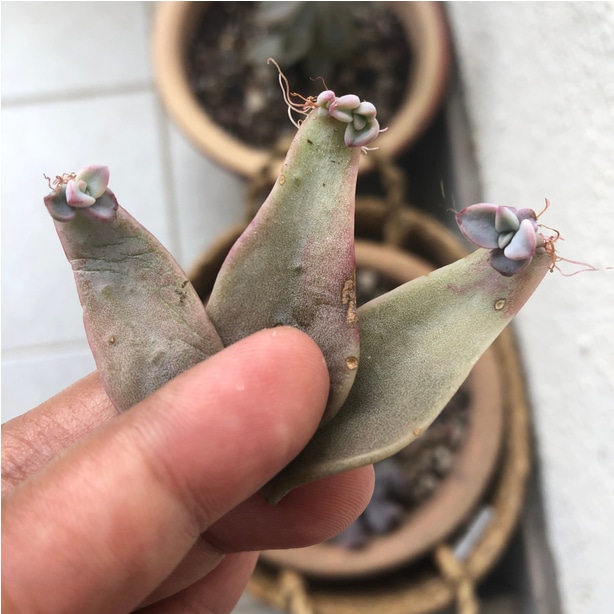It is important to let callouses form to increase the chance of success