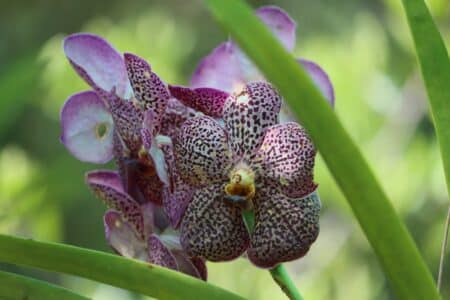 6 Vanda Orchids to Consider Growing