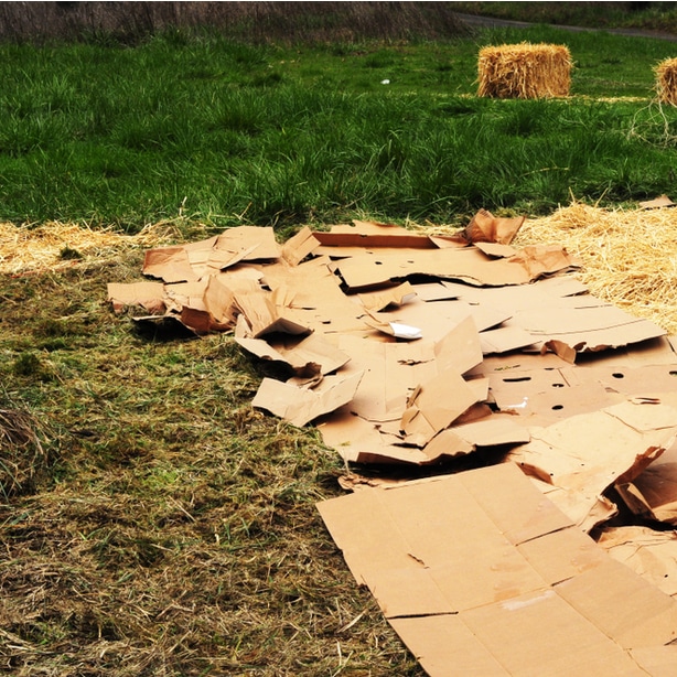 Cardboard is not very attract and can leach ink into the soil