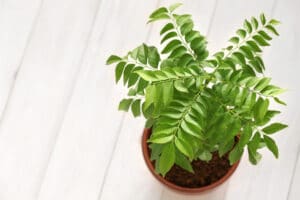 A healthy curry leaf plant with sturdy green foliage