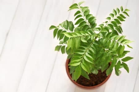 Curry Leaf Plant Care