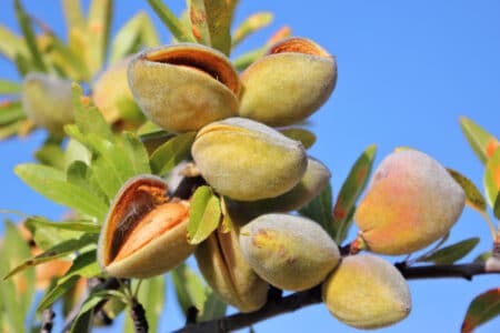How to Grow Almond Trees