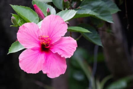 A properly cared for pink hibiscus with beautiful and delicate petals