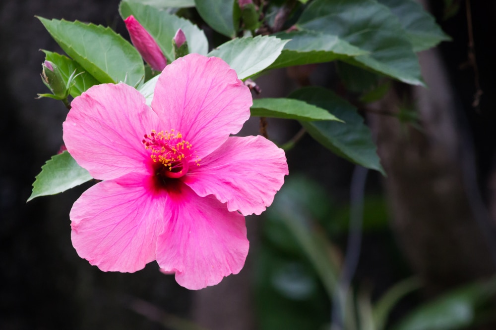 A properly cared for pink hibiscus with beautiful and delicate petals