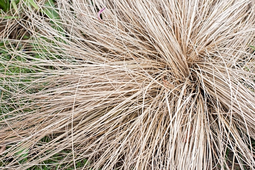a bunch of dried of carex comans grass