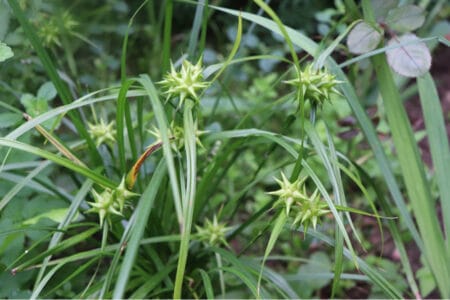 abundant carex grayi plant