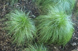 bushes of carex rosea grass