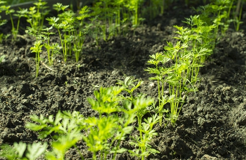 carrot plant in a fertile soil