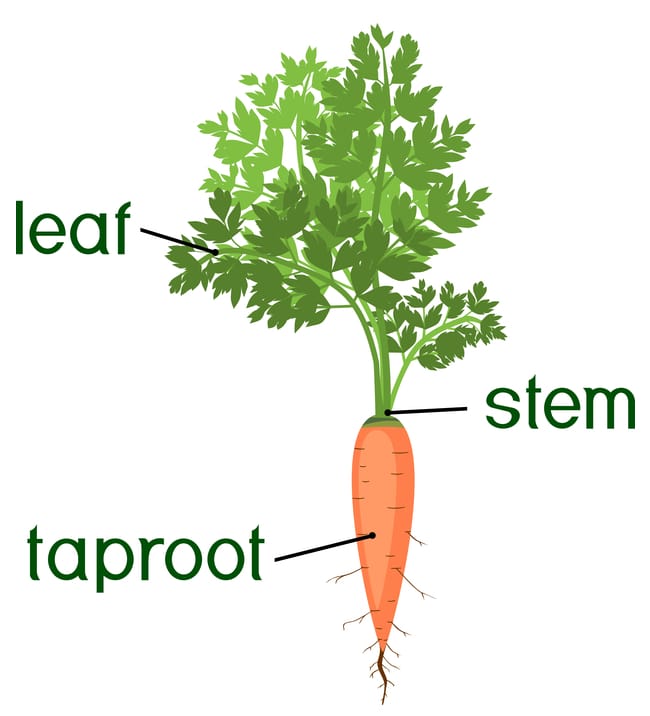 Carrot with its stem, taproot, and leaves