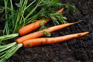 Organic carrots on soil