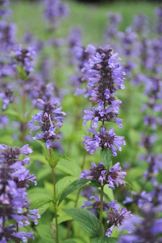 purple catmint flowers blooming in the field
