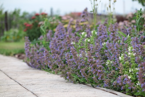 Tall catmint perennial plants growing at the sidewalks