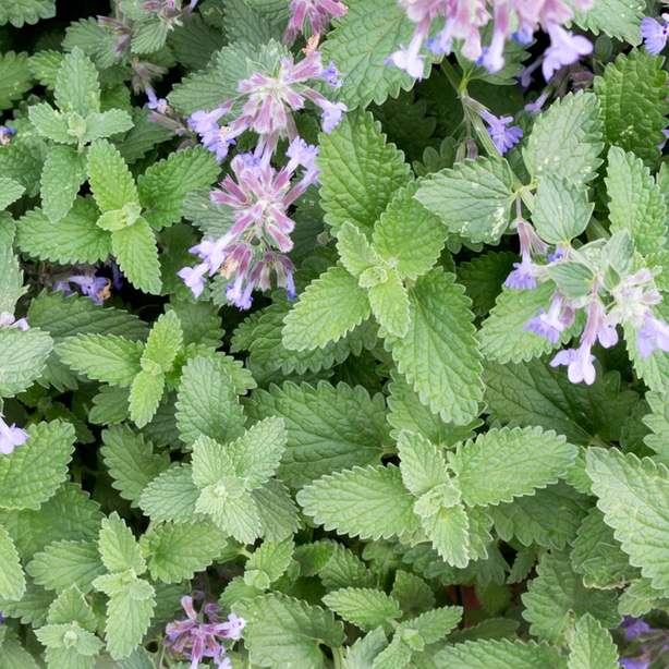 Catnip is not only pretty, but can be helpful for repelling aphids.