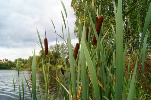 cattails plants cattails plant growing by the river