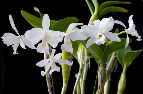 Blooming cattleya white orchids against a black background