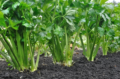 full grown celery plants in the farm