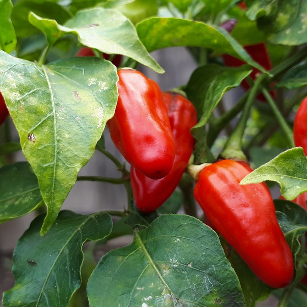 Make sure to check peppers for pests and diseases