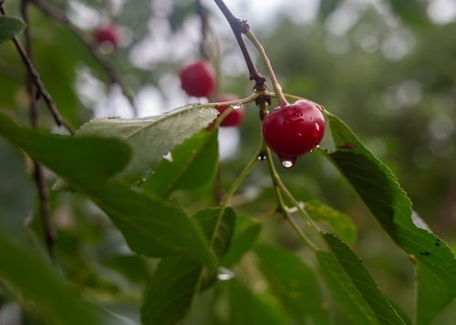 red and ripe cherry fruit