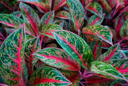 Chinese evergreen plant with colorful leaves