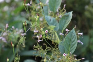 little flowers of a chinese fever plant