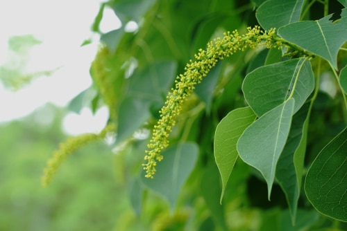 Blossoms of a chinese tallow tree