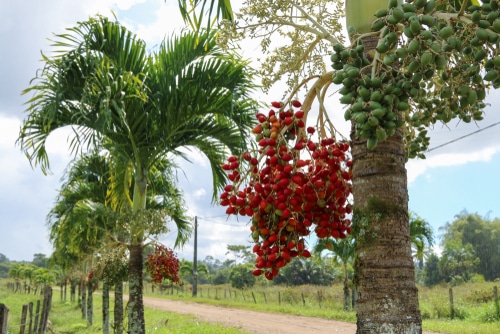 A mature christmas palm tree with red and green fruits
